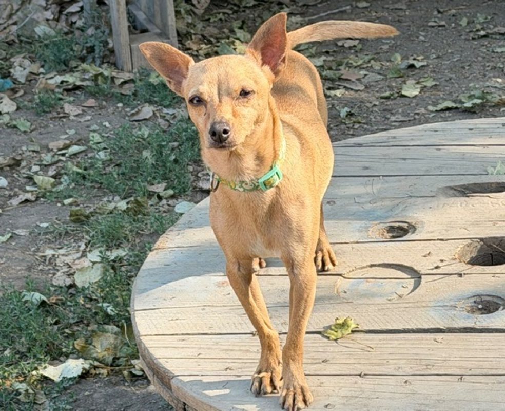 Stitch - Chien Pinscher Nain à adopter