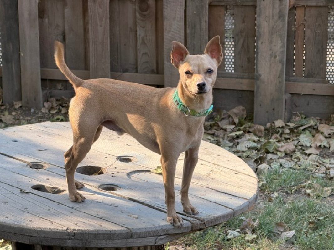 Stitch - Chien Pinscher Nain à adopter - photo 2