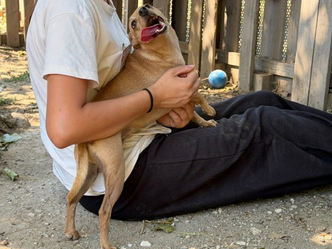 Stitch - Chien Pinscher Nain à adopter - photo 3