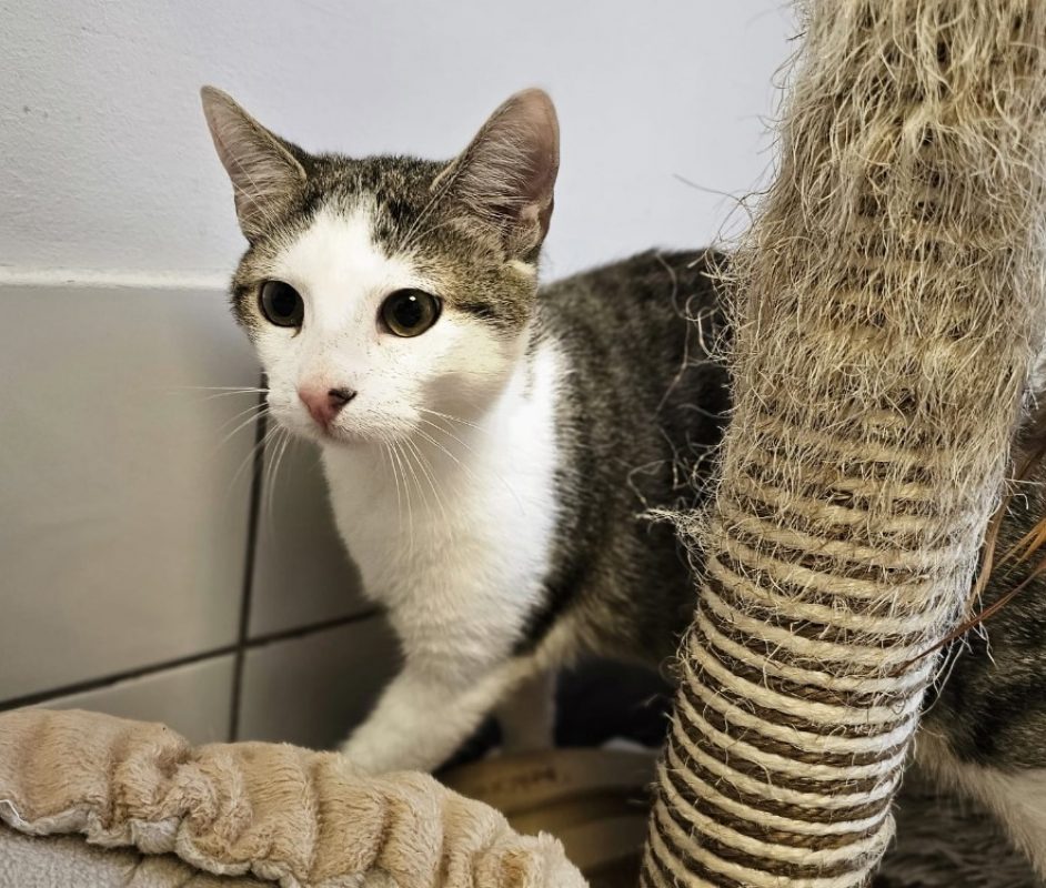 Bingo - Chat Européen à adopter