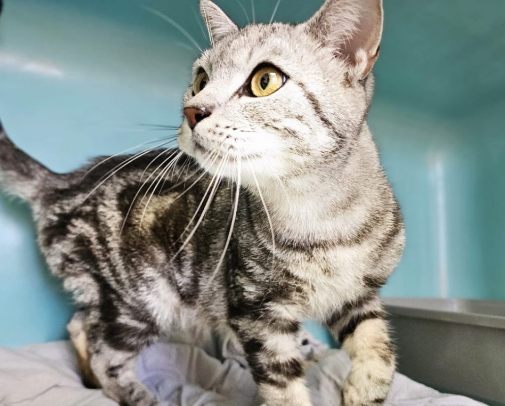 Kenzo - Chat Européen à adopter