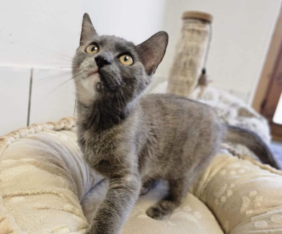 Shiva - Chat Européen à adopter