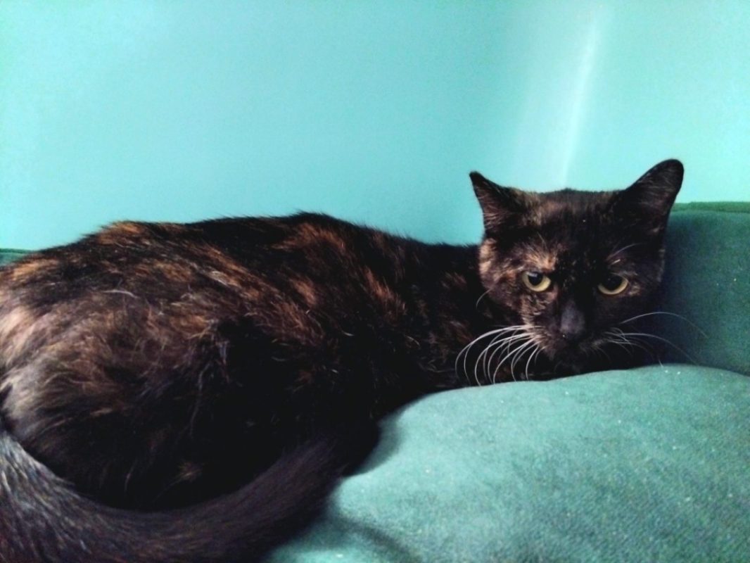 Stega - Chat Européen à adopter