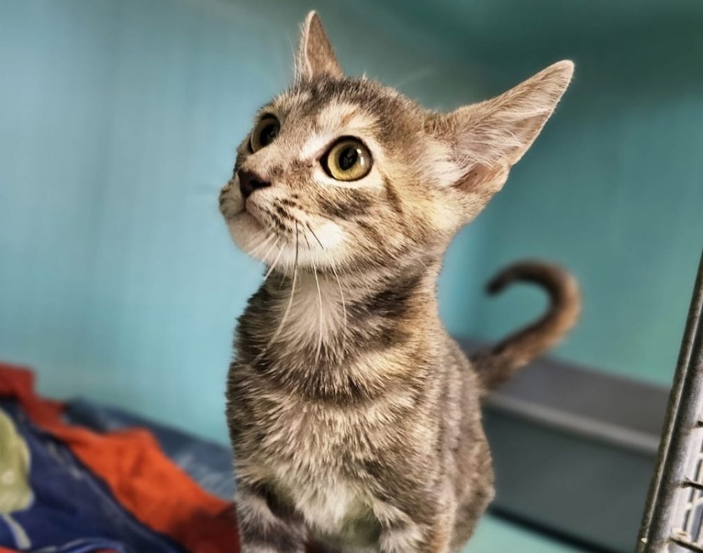 Bambou - Chat Européen à adopter