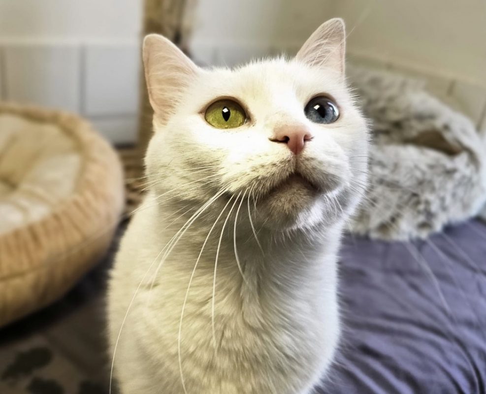 Athena - Chat Européen à adopter