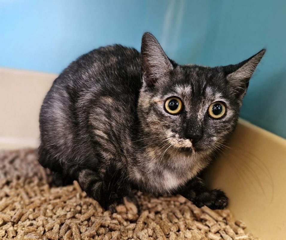 Wendy - Chat Européen à adopter