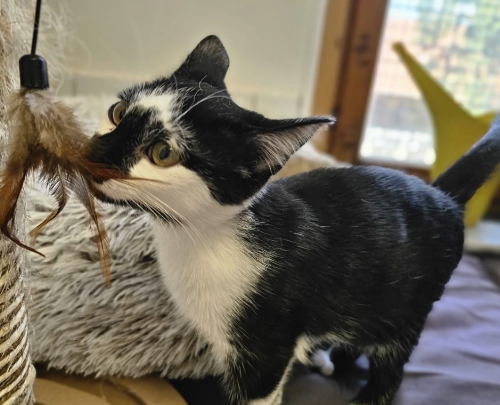 Chaplin - Chat Européen à adopter