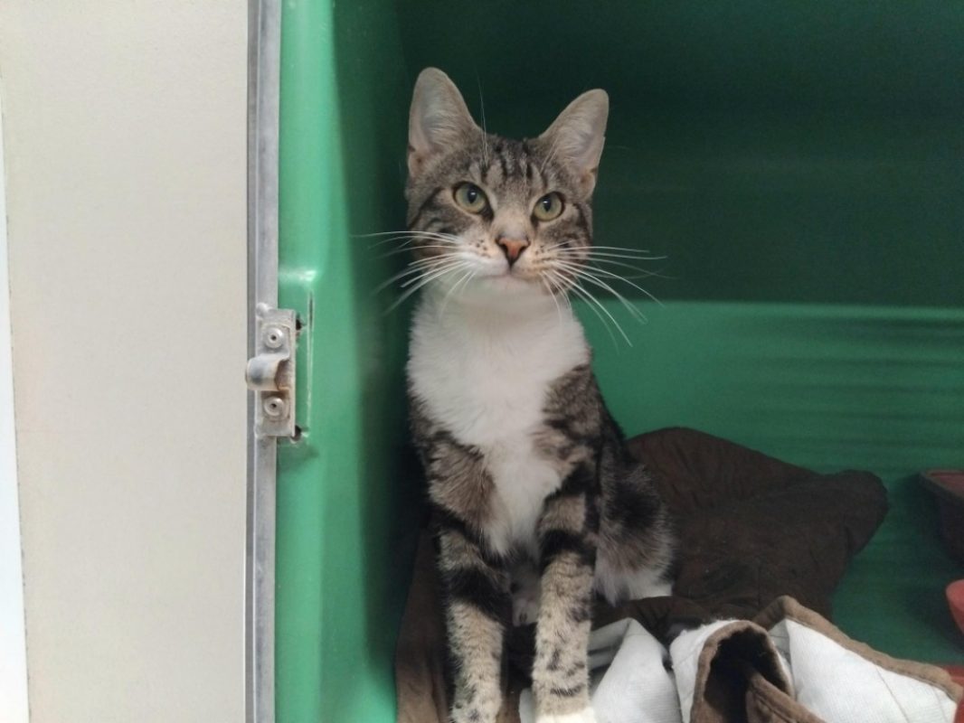 Merlin - Chat Européen à adopter