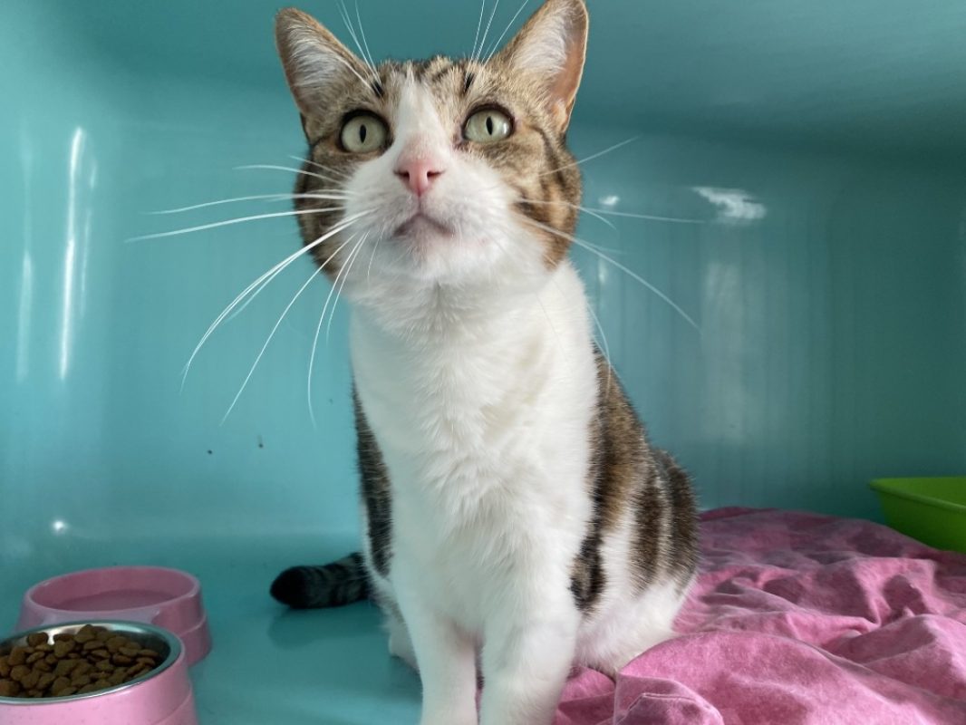 Mimi - Chat Européen à adopter