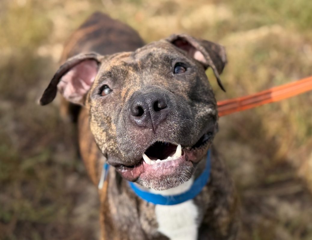 Diane - Chien Bouledogue Américain à adopter
