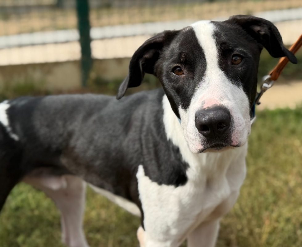 Daigo - Chien Berger à adopter