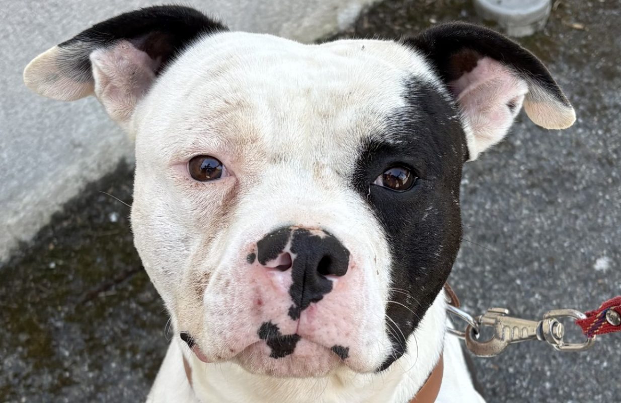 Vallium - Chien Bouledogue Américain à adopter