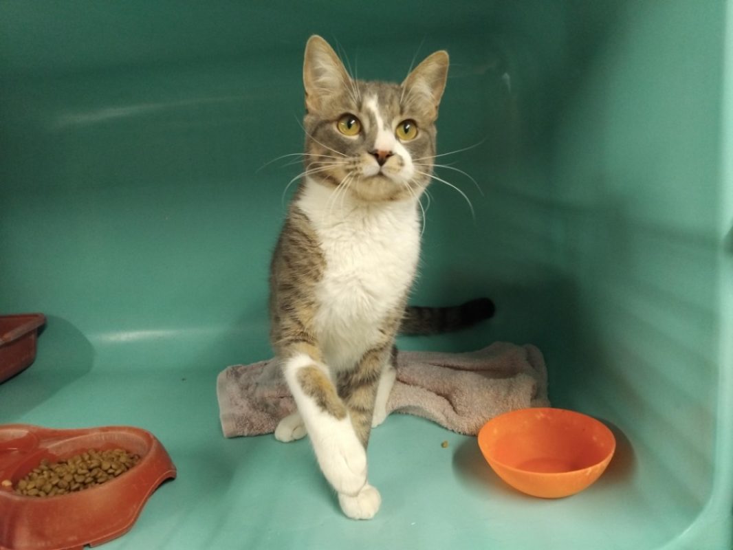 Aconit - Chat Européen à adopter