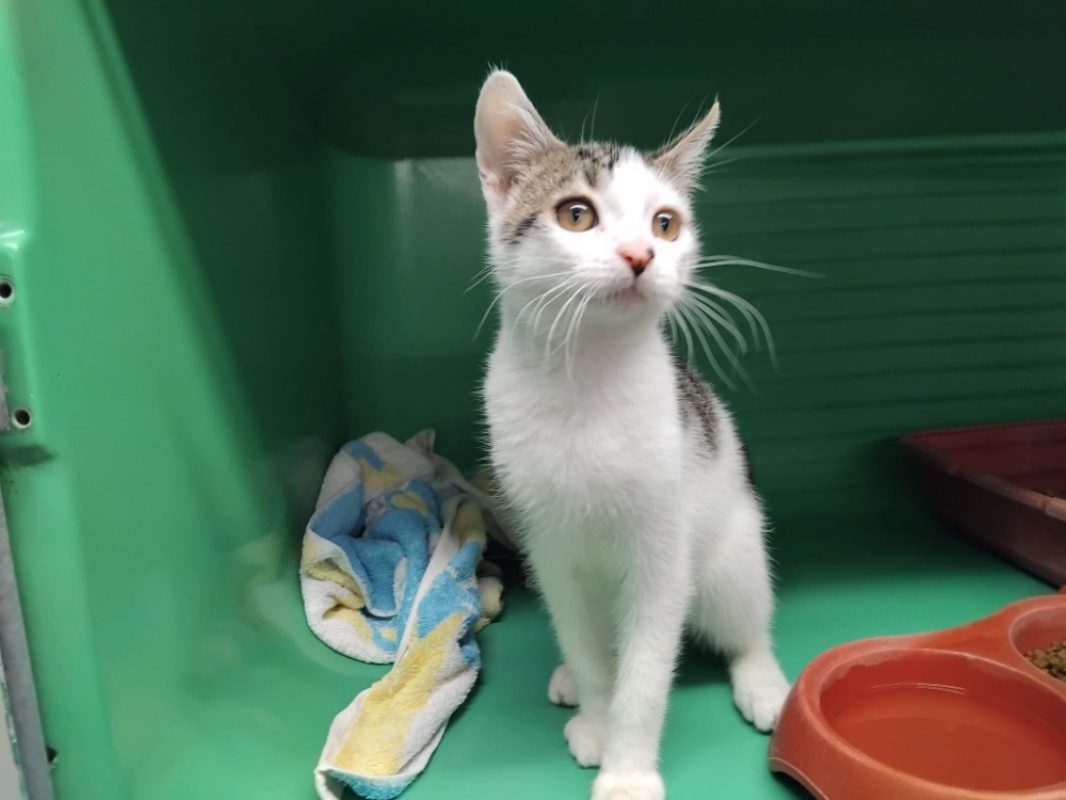 Perceval - Chat Européen à adopter