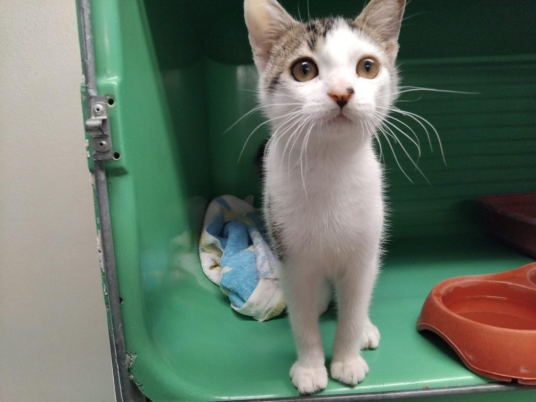 Perceval - Chat Européen à adopter - photo 2