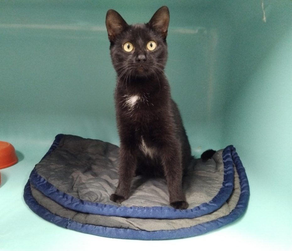 Viviane - Chat Européen à adopter