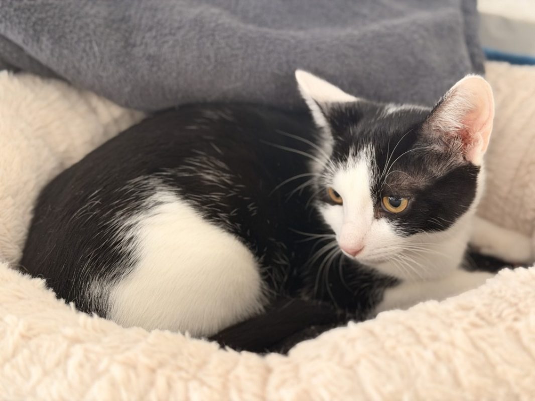 Cookie - Chat Européen à adopter