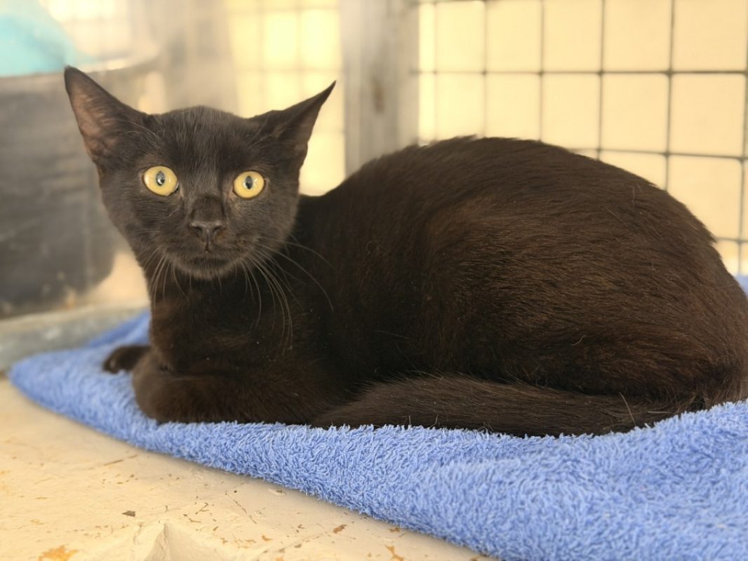 Filou - Chat Européen à adopter