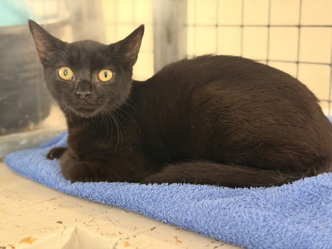 Filou - Chat Européen à adopter - photo 2