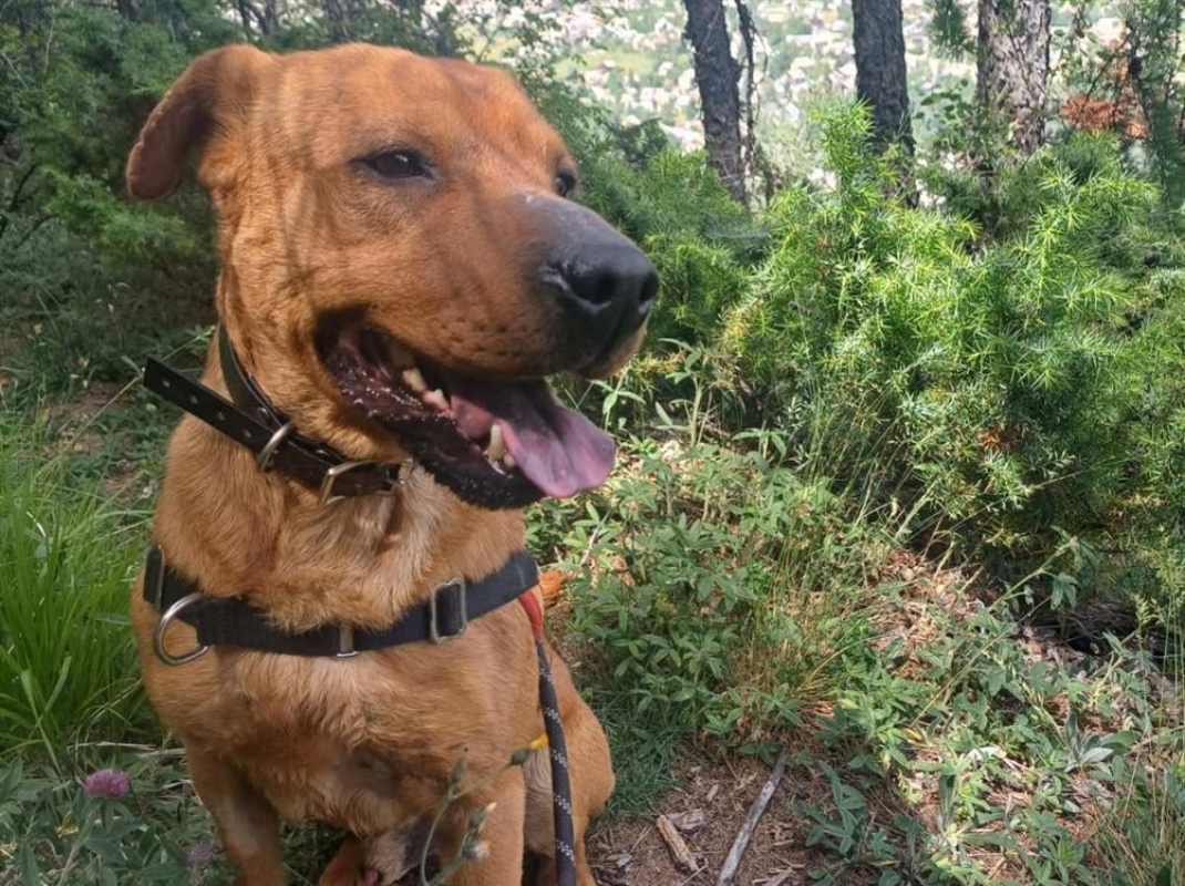 Photo #1 de Sanko cn