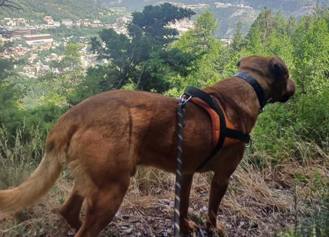 Photo #4 de Sanko cn