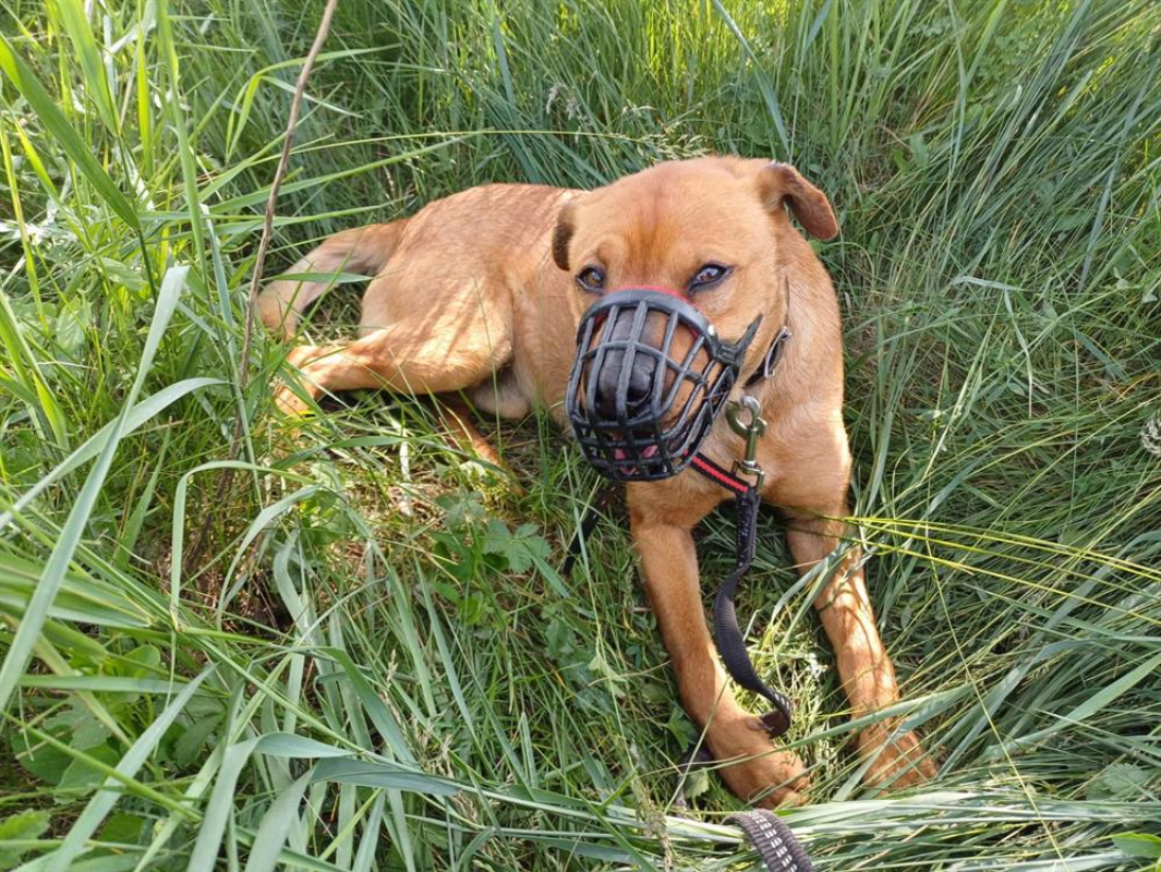 Photo #2 de Sanko cn