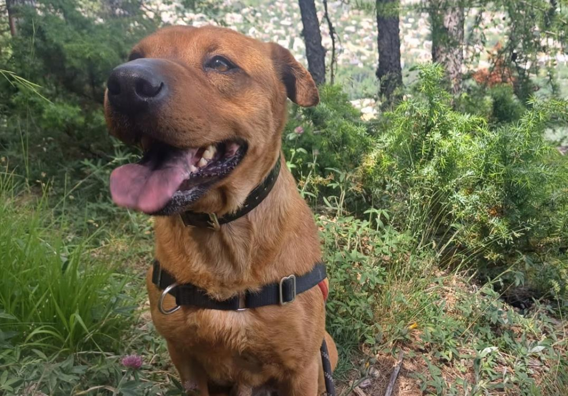 Photo #3 de Sanko cn