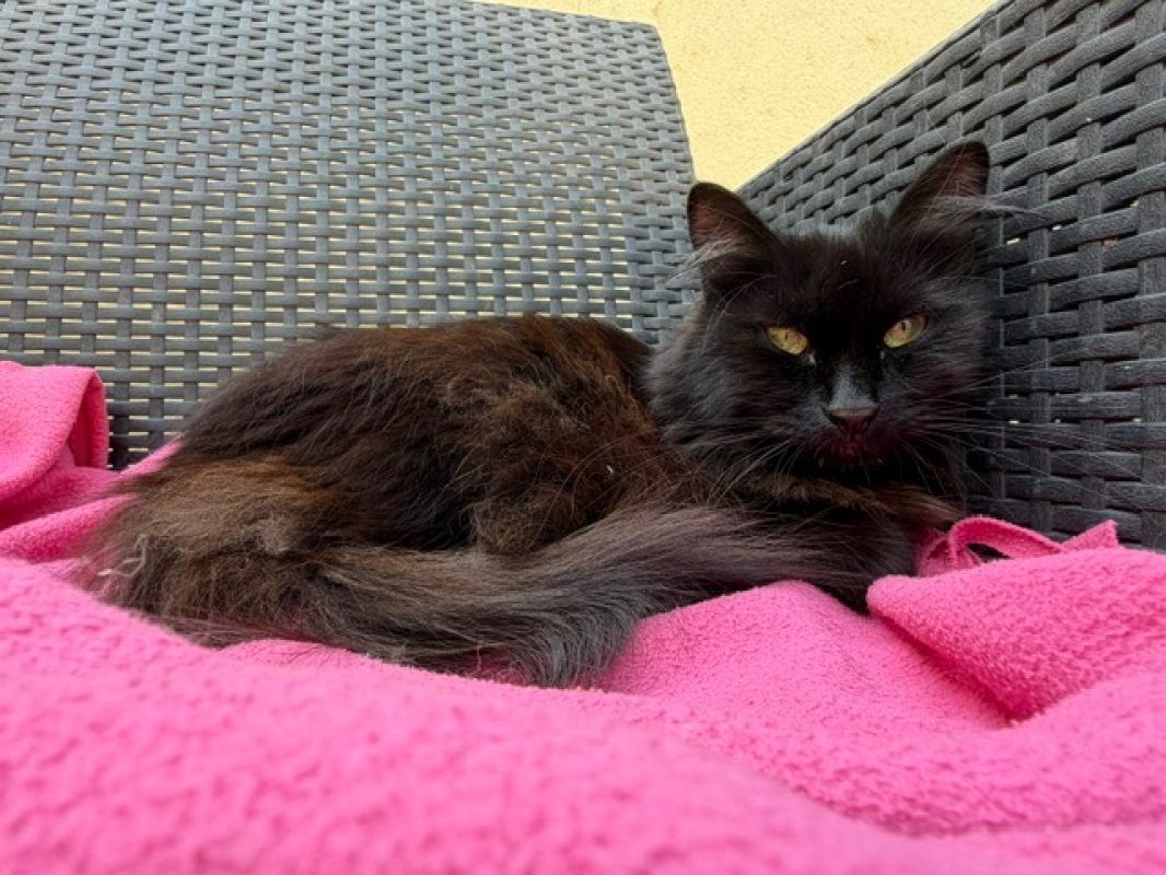 Kikoo - Chat Européen à adopter