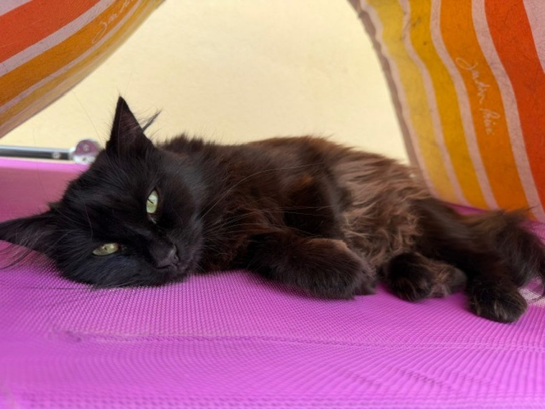 Kikoo - Chat Européen à adopter - photo 2
