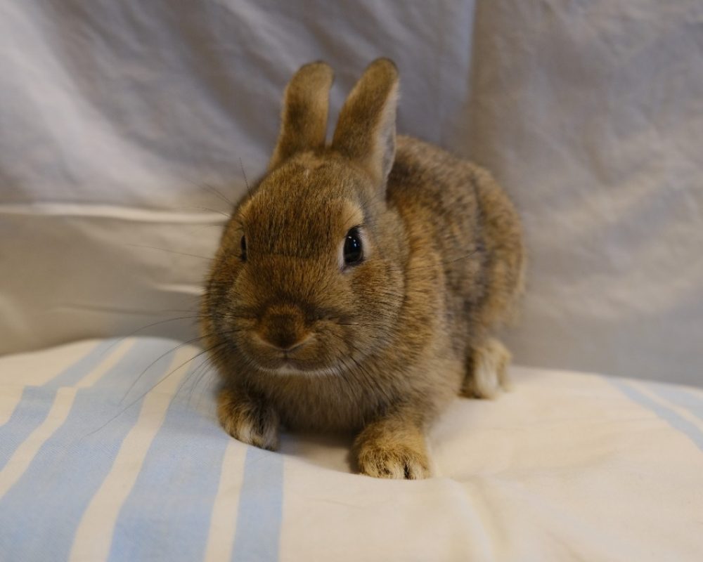 Chihiro - Rongeur Lapin à adopter