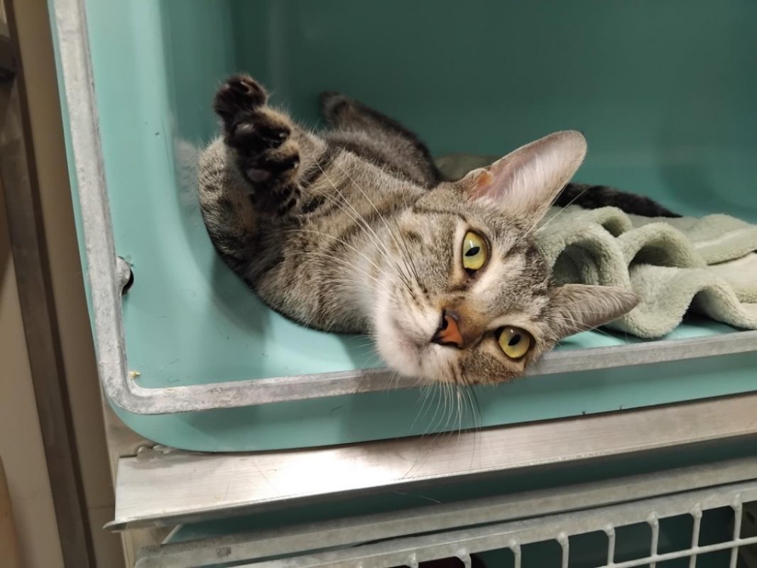 Seli - Chat Européen à adopter