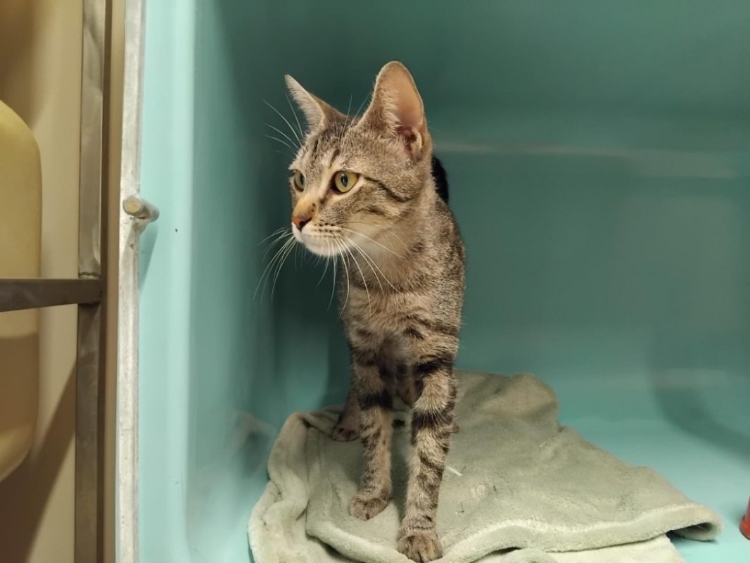 Seli - Chat Européen à adopter - photo 2