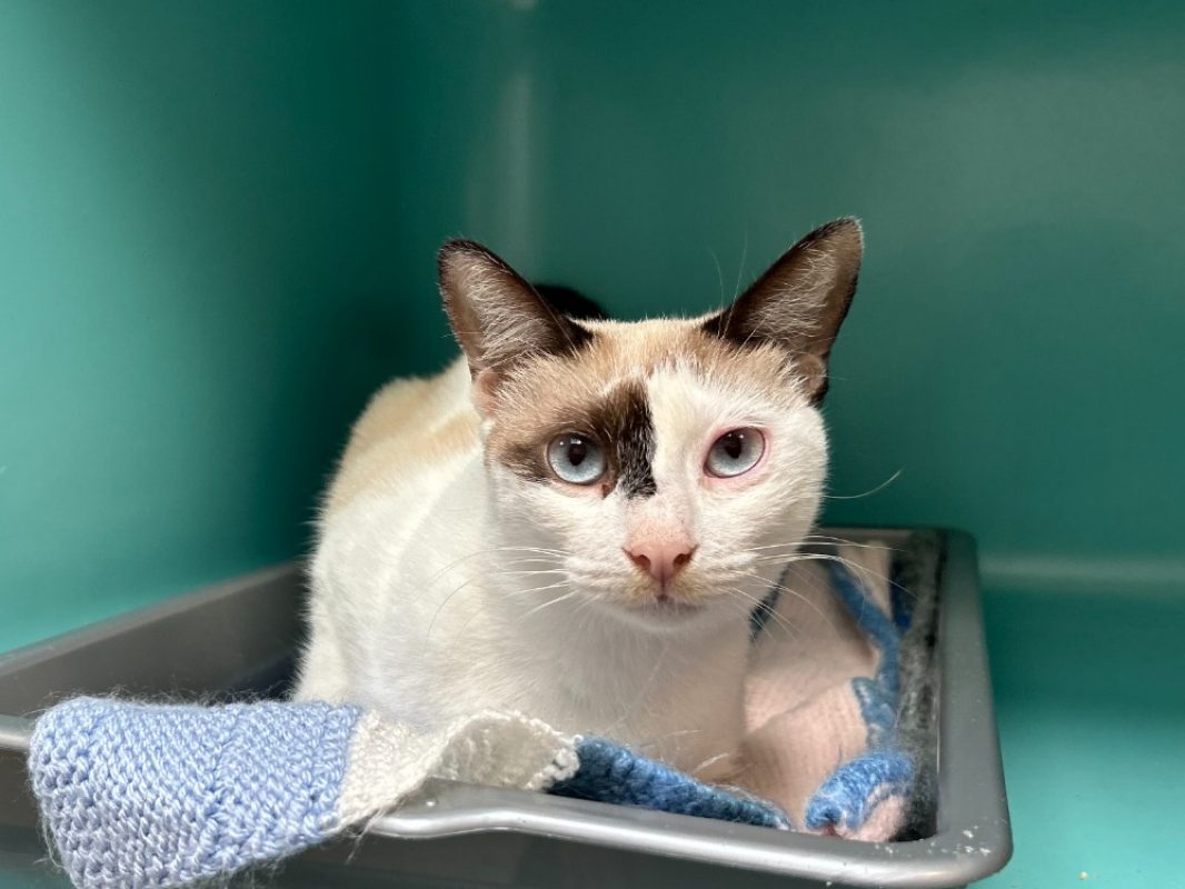 Latte - Chat Européen à adopter