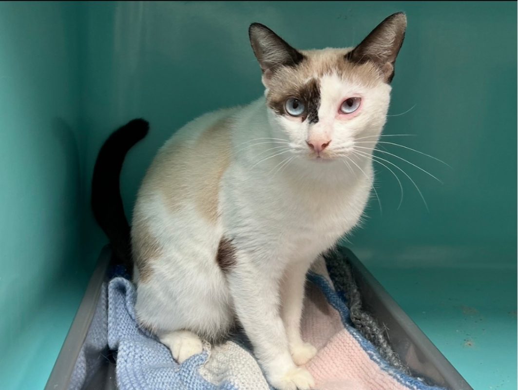 Latte - Chat Européen à adopter - photo 2