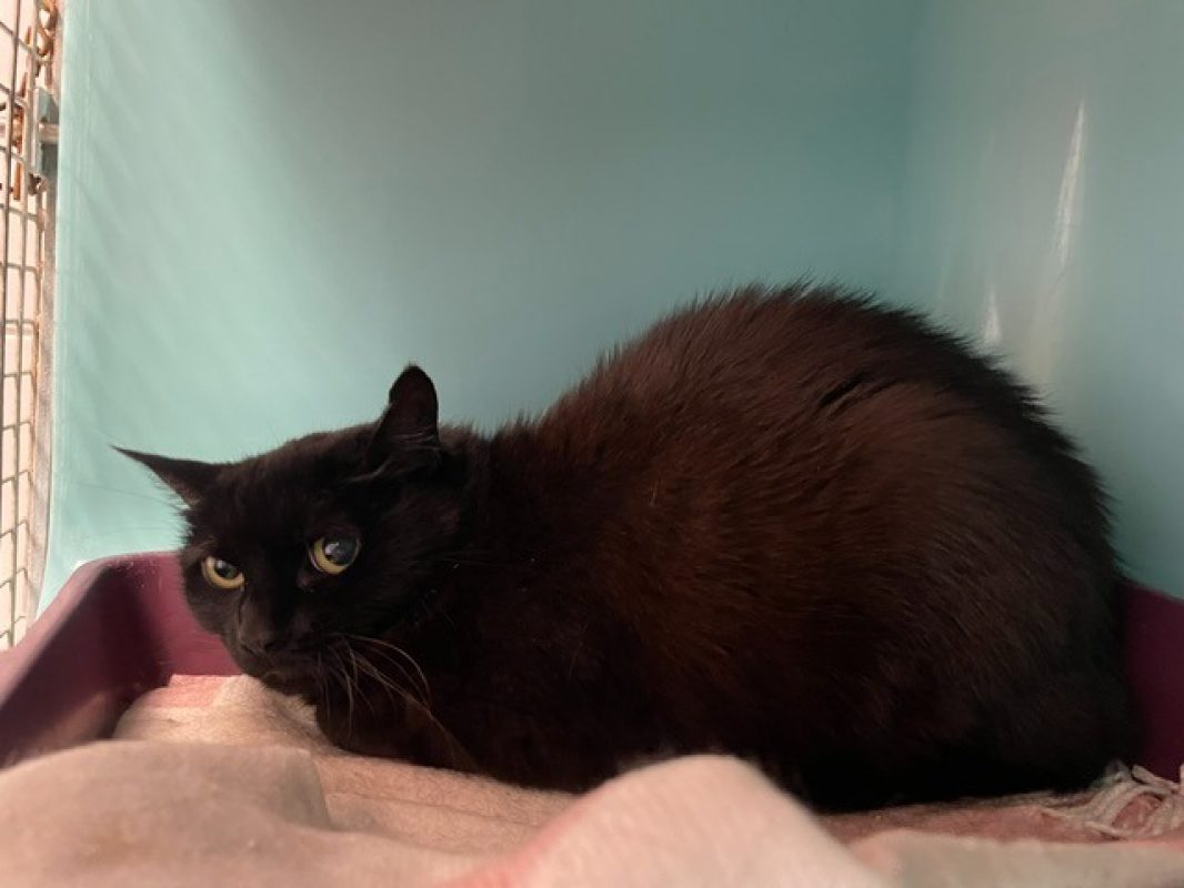 Kitty - Chat Européen à adopter