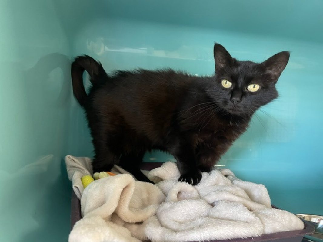 Mimie - Chat Européen à adopter