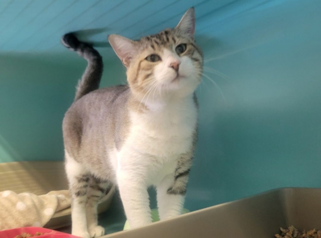 Alphonce - Chat Européen à adopter