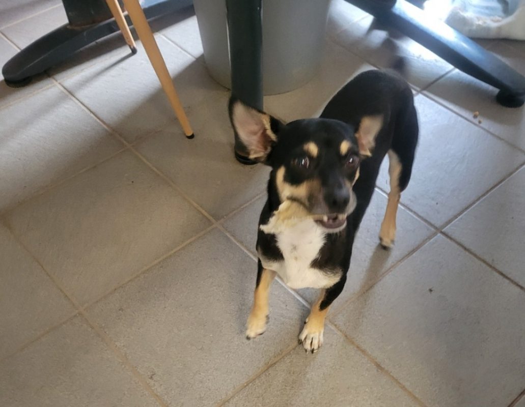 Atchoum - Chien Pinscher Nain à adopter