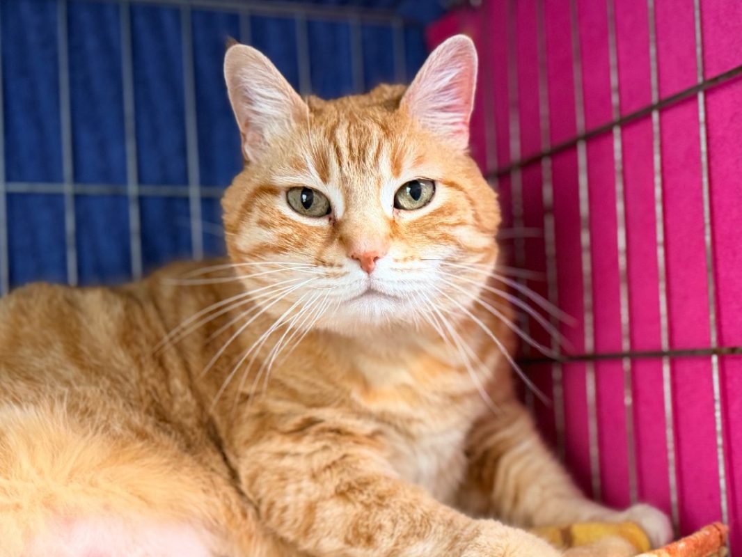 Chadouce - Chat Européen à adopter