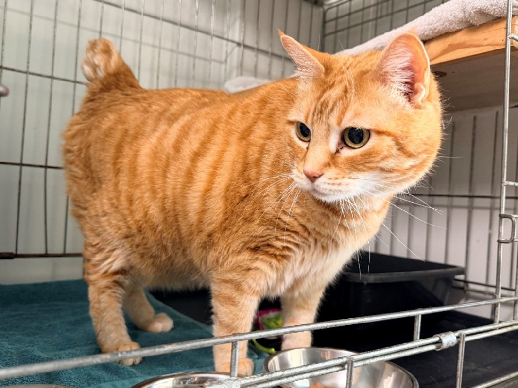 Chadouce - Chat Européen à adopter - photo 2