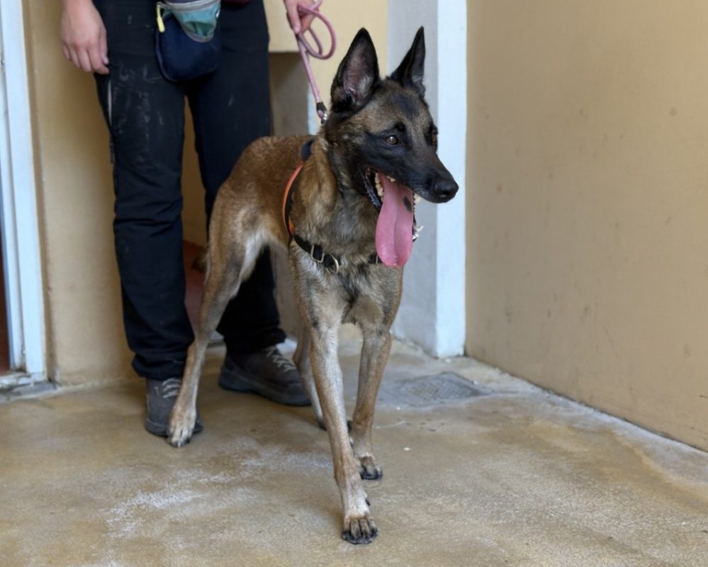 Gaia - Chien Berger Belge Malinois à adopter