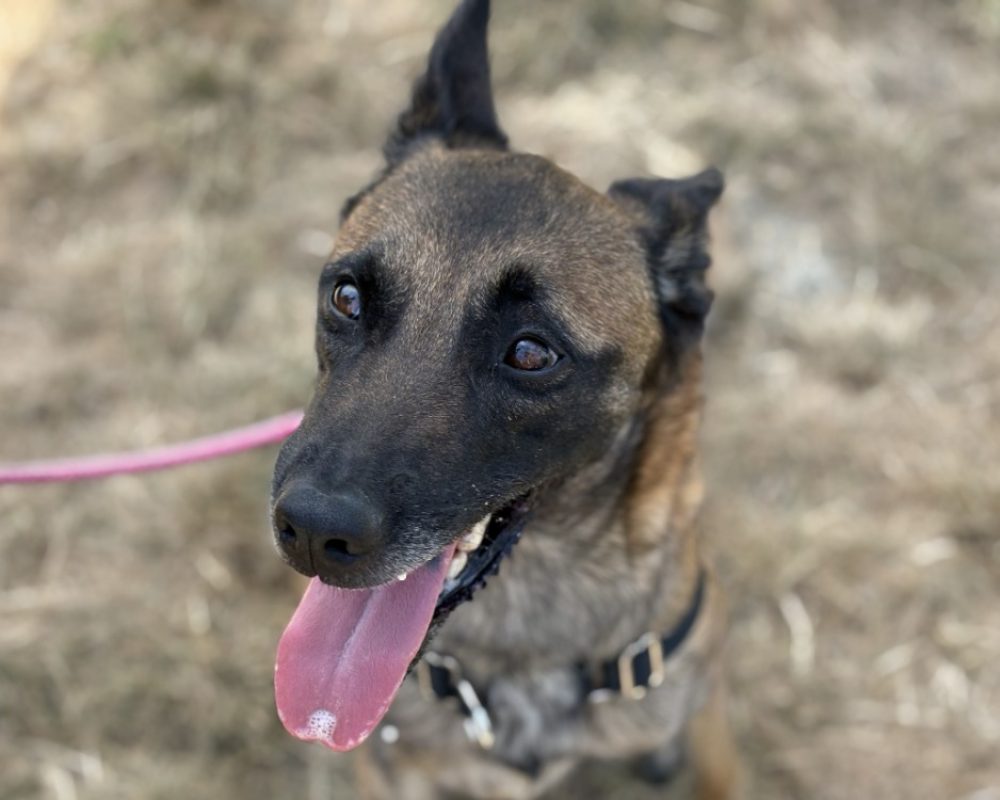 Gaia - Chien Berger Belge Malinois à adopter - photo 2
