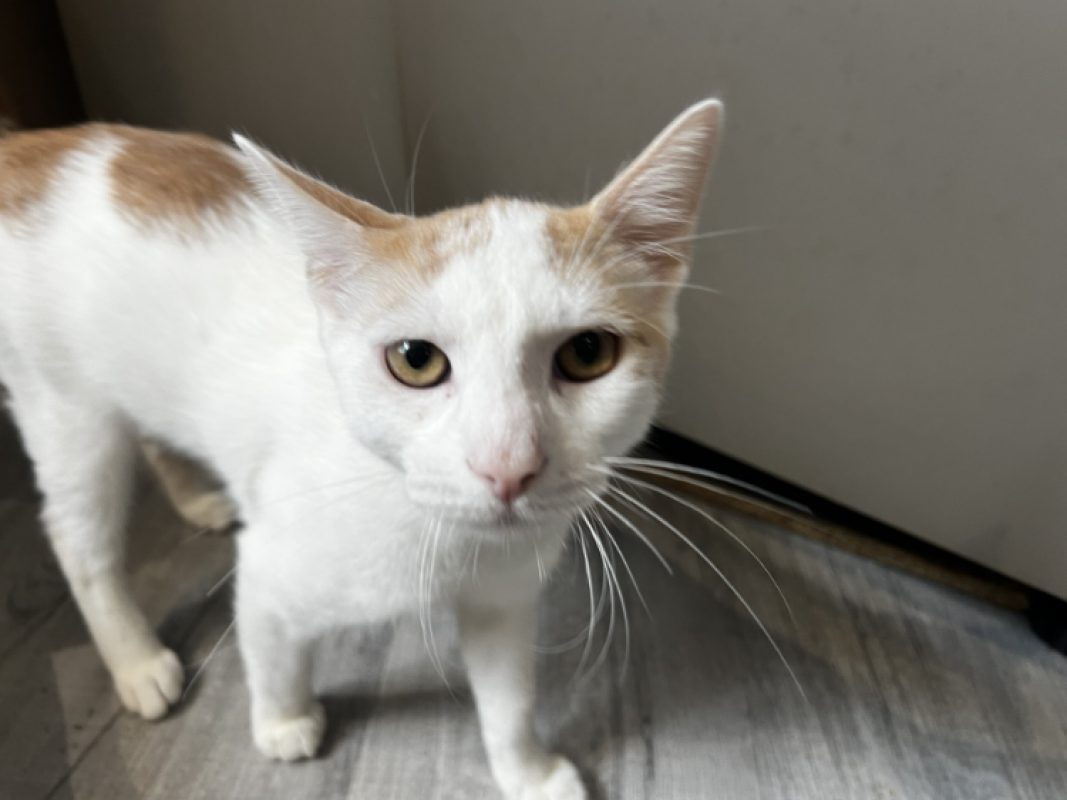 Bamako - Chat Européen à adopter