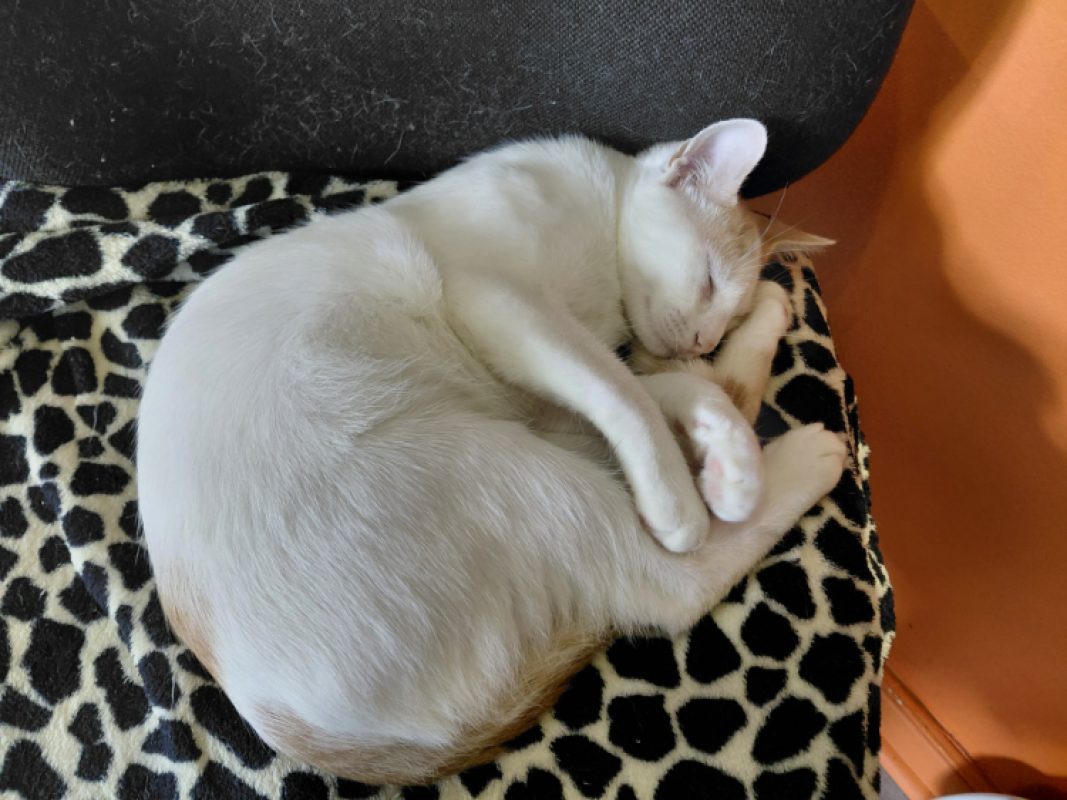 Bamako - Chat Européen à adopter - photo 2