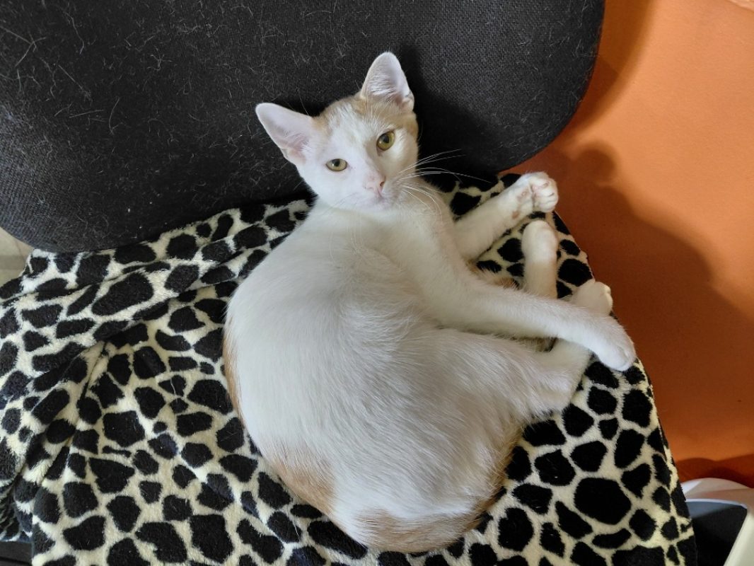 Bamako - Chat Européen à adopter - photo 3