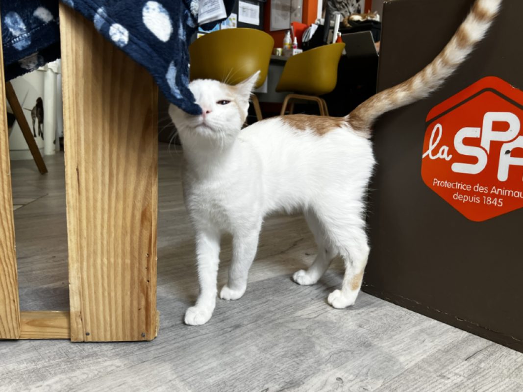 Bamako - Chat Européen à adopter - photo 4