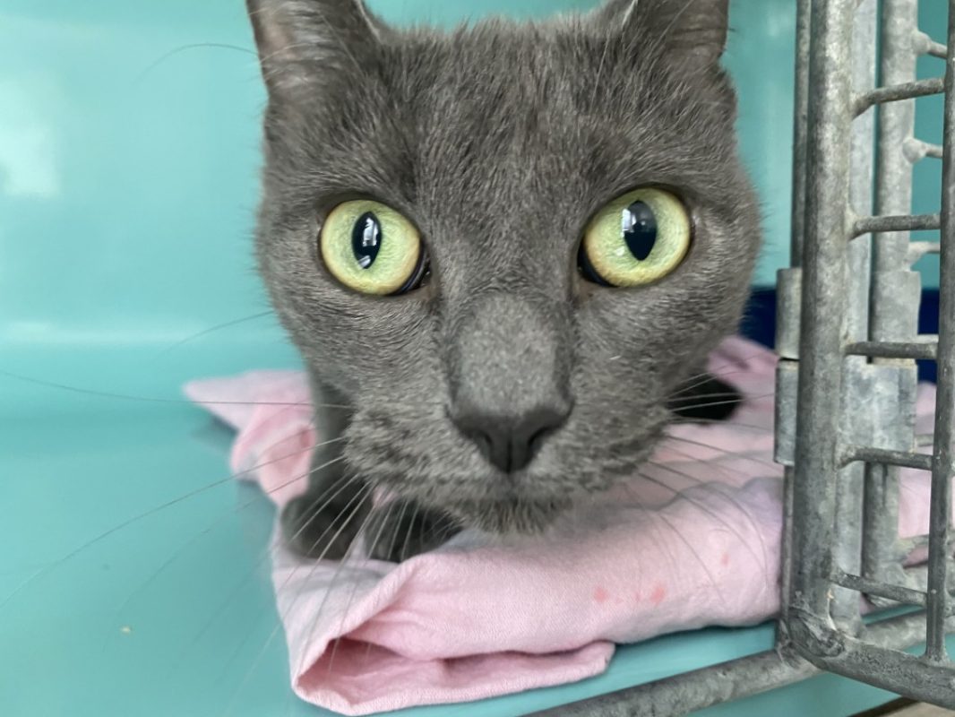 Lili - Chat Européen à adopter