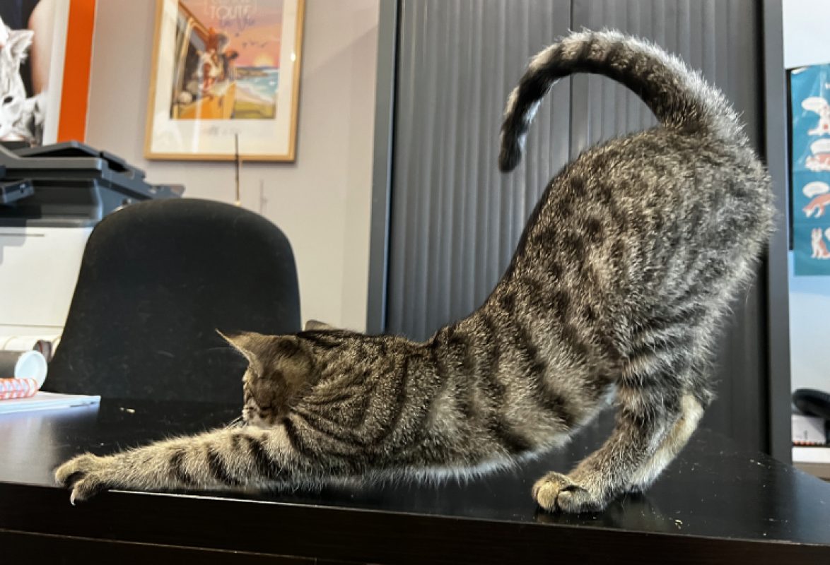 Biscotte - Chat Européen à adopter - photo 4