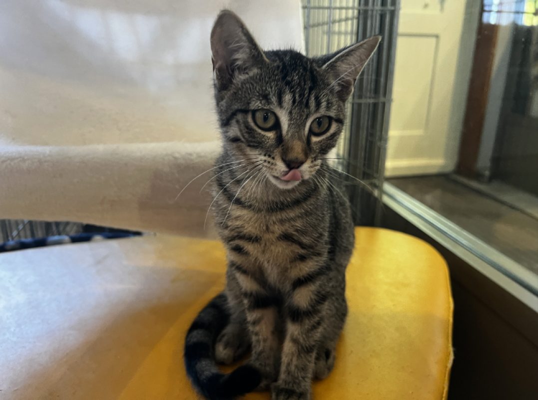 Biscotte - Chat Européen à adopter - photo 6