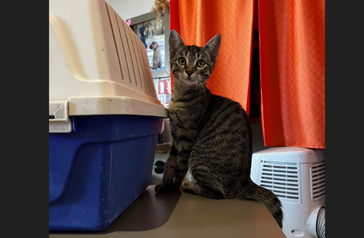 Biscotte - Chat Européen à adopter - photo 7